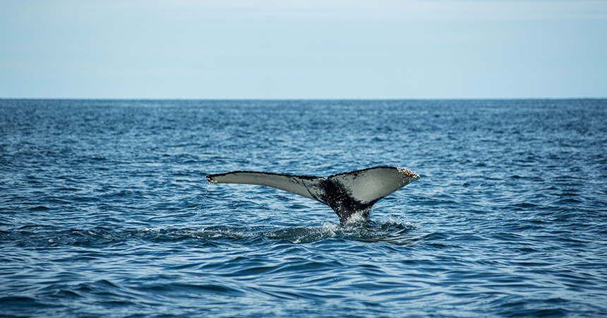Best Season for Whale and Dolphin Watching in Sri Lanka