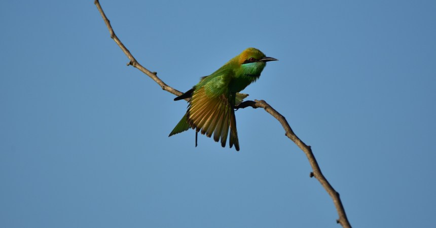 Your Guide to Birdwatching Adventures in Sri Lanka